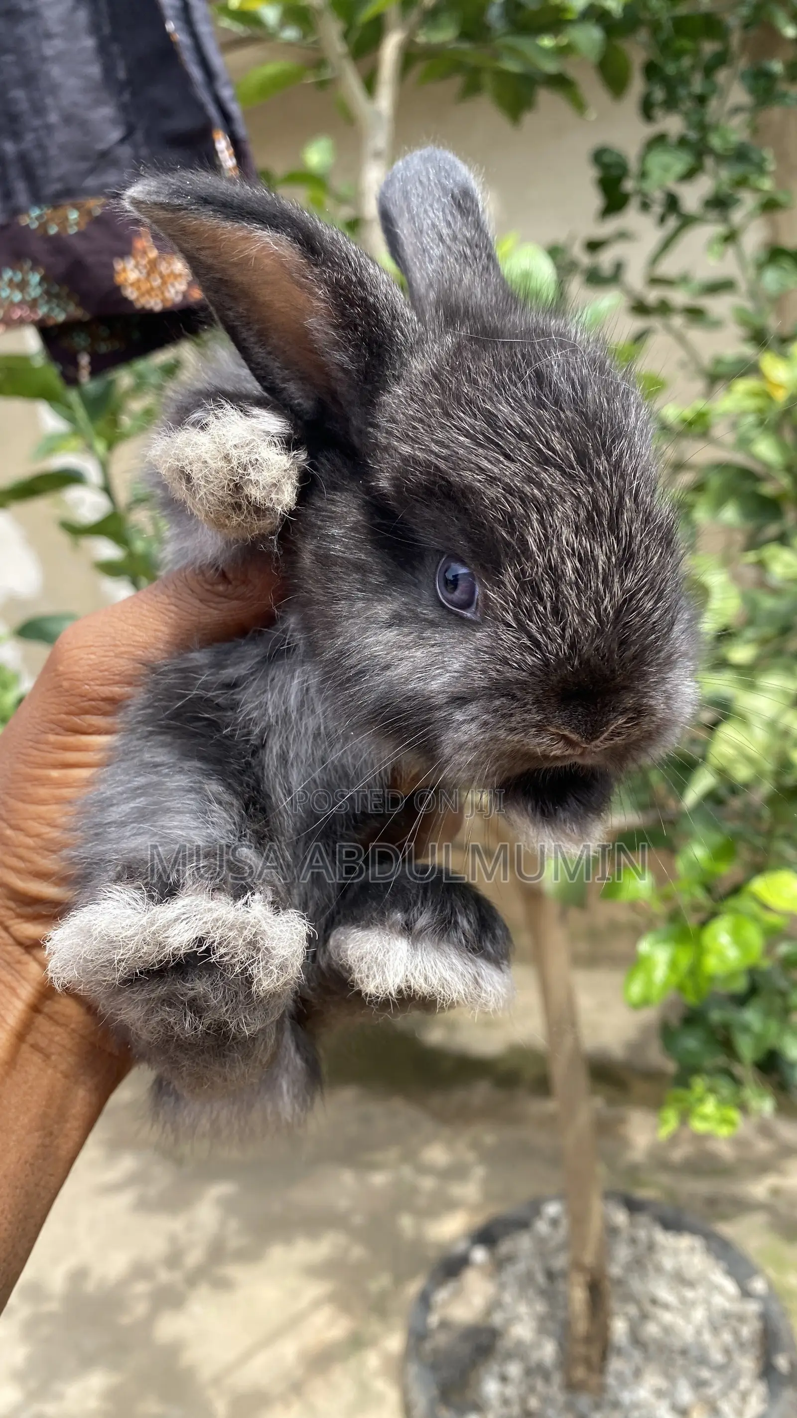 Pet Lover (Angora Breeds)