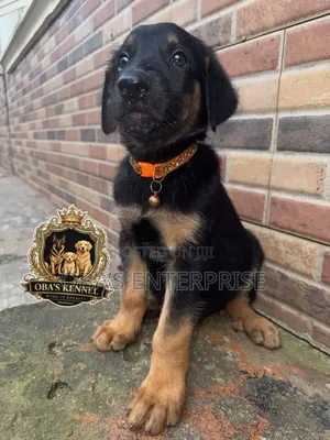 1-3 months Male Purebred German Shepherd