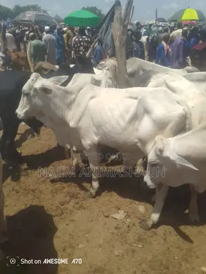 Young Bulls for Sale