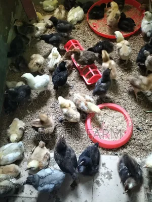 Easter 2027 Is Coming! Get Ready for Quality Noiler Chicken! 