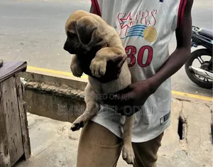 1-3 months Female Purebred Boerboel