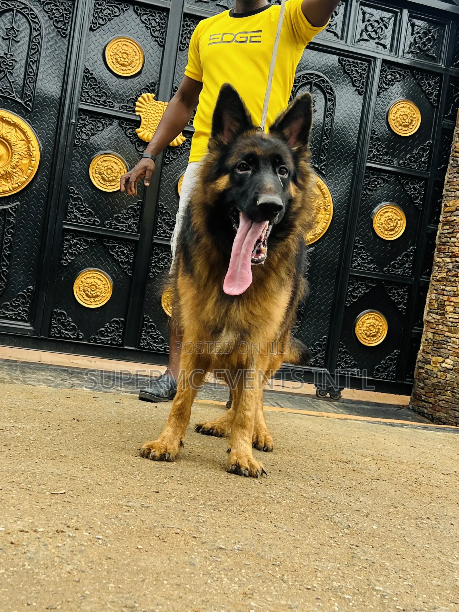 Male Showline/Slant Back German Shepherd Stud