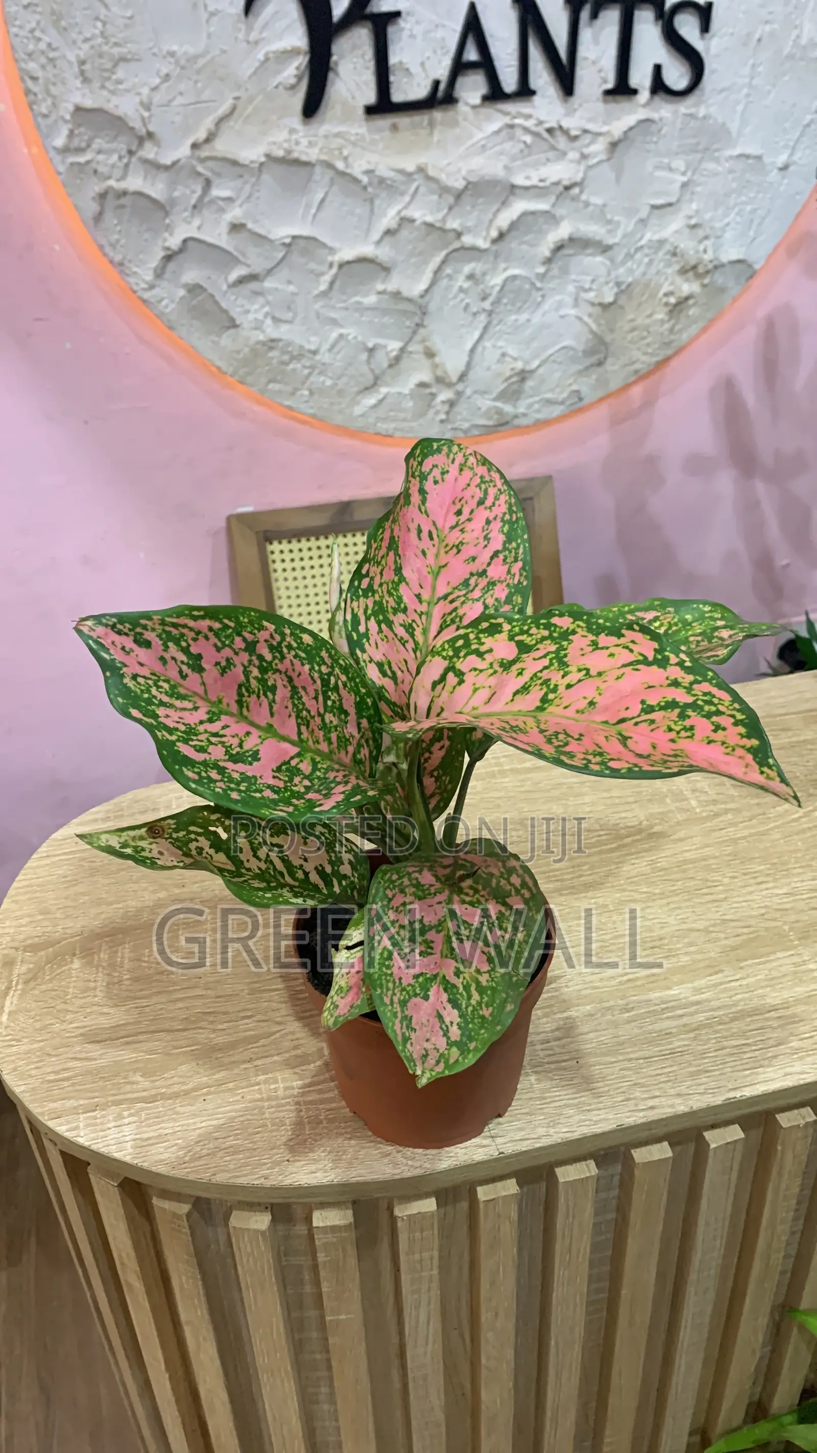 Aglaonema Plant