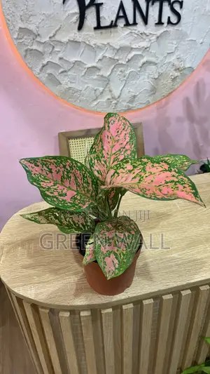 Aglaonema Plant