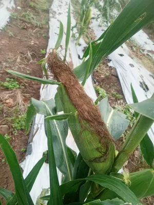 Fresh Sweet Corn