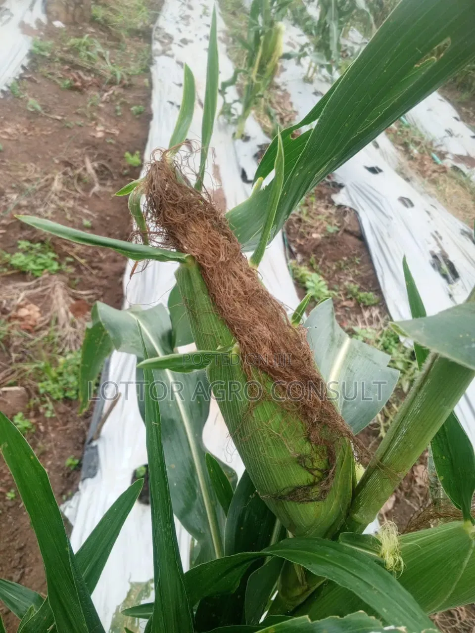 Fresh Sweet Corn