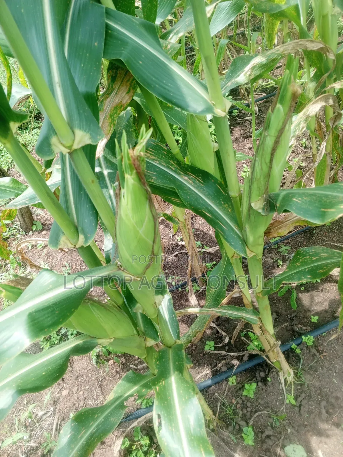 Fresh Sweet Corn