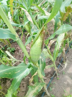 Fresh Sweet Corn