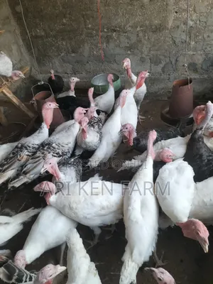 Christmas Turkey Alert! Our Healthy Turkey Poults