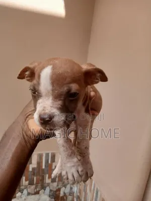 1-3 months Male Purebred American Pit Bull Terrier