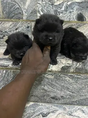 1-3 months Male Purebred Chow Chow