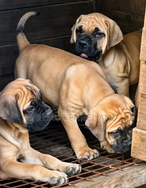 1-3 months Male Purebred Boerboel