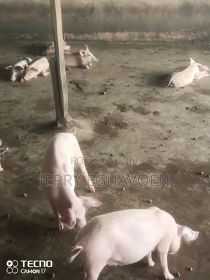 Weaners for Sale