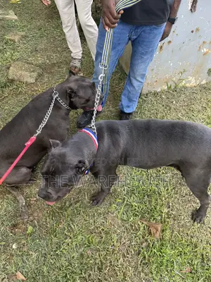6-12 months Female Purebred Cane Corso
