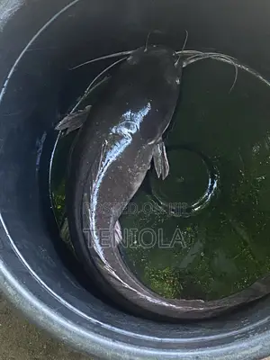 Cat Fish Melange and Table Sizes