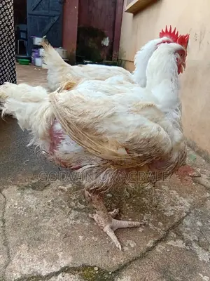 Live Chicken Boilers