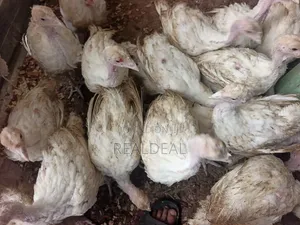 Vaccinated 6 - 8 Weeks Old Local and Foreign Turkeys