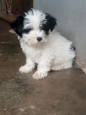 1-3 months Male Purebred Lhasa Apso