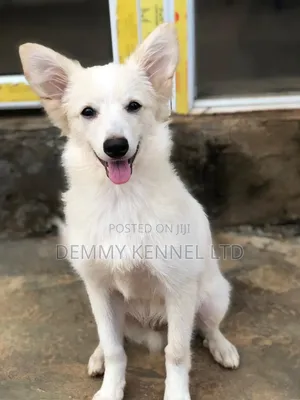 1-3 months Male Purebred American Eskimo