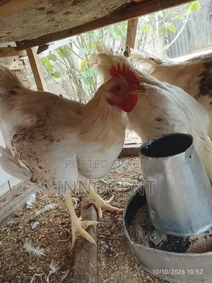 Adult Cockerel