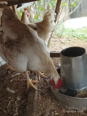 Adult Cockerel