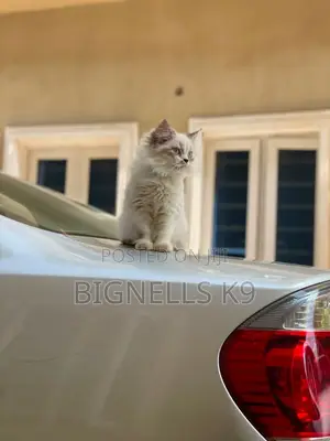 1-3 months Male Purebred Persian