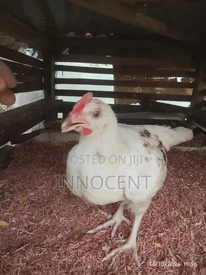 2months Old Cockerels