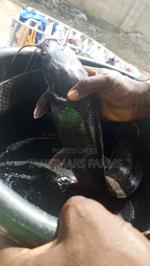 FRESH CATFISH (Tansimars Farms and Agricultural Services Ltd)