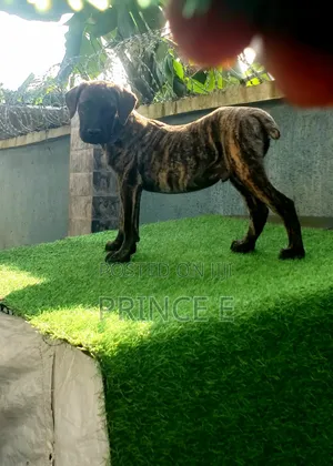 1-3 months Male Purebred Boerboel