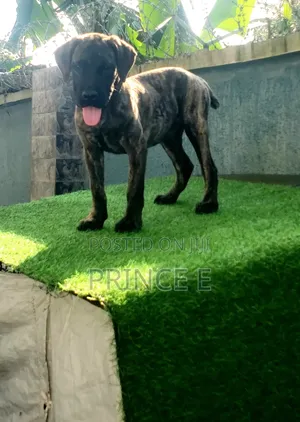 1-3 months Male Purebred Boerboel