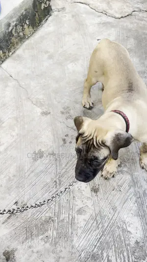 1-3 months Female Purebred Boerboel