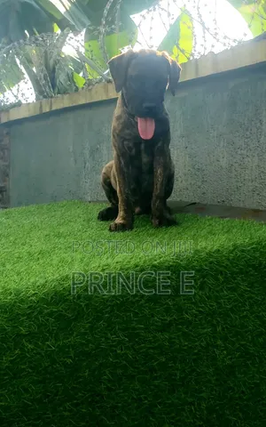 1-3 months Male Purebred Boerboel