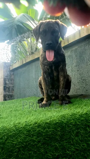 1-3 months Male Purebred Boerboel