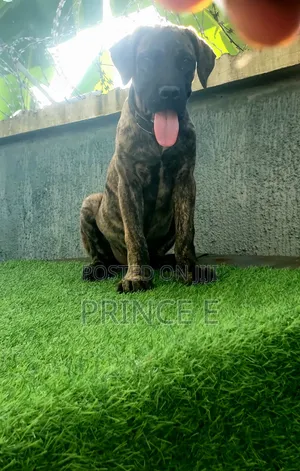1-3 months Male Purebred Boerboel