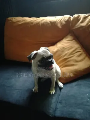 1-3 months Female Purebred Pug