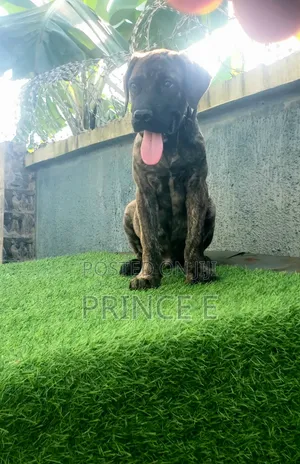 1-3 months Male Purebred Boerboel