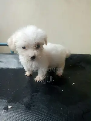 1-3 months Female Purebred Lhasa Apso