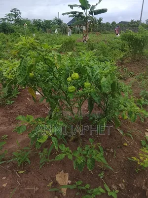 Tomato and Pepper Farm for Sell Abeokuta