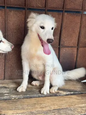 3-6 months Male Purebred American Eskimo