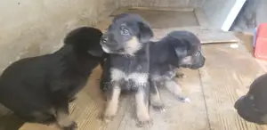 0-1 month Female Mixed Breed Boerboel