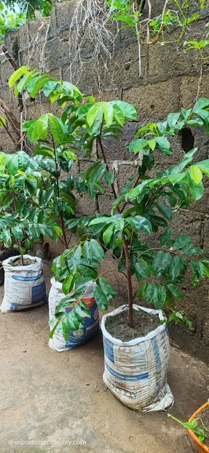 Soursop Trees (Seedlings)