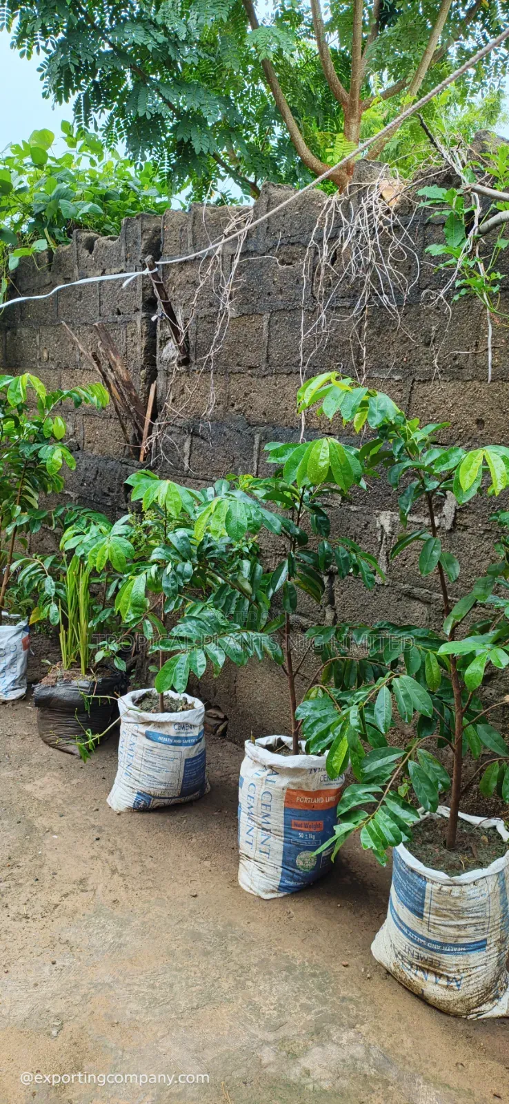 Soursop Trees (Seedlings)