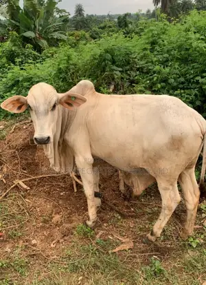 Pure Bokolo Breed