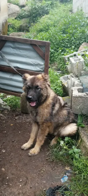 6-12 months Male Purebred Caucasian Shepherd