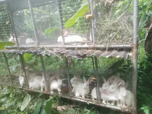 Rabbit Weaner, Growers and Adult