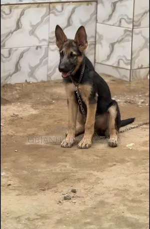 3-6 months Female Purebred German Shepherd
