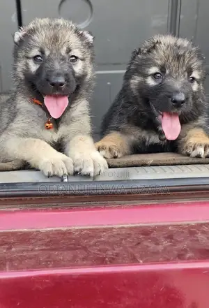 1-3 months Female Purebred Caucasian Shepherd