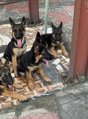 3-6 months Female Purebred German Shepherd