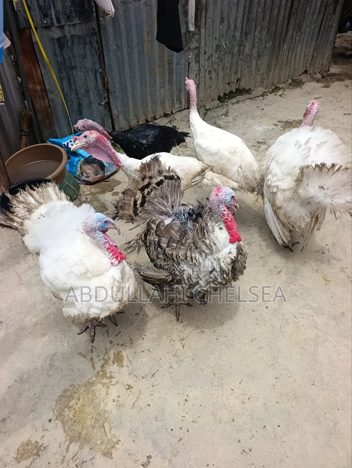 Turkey Birds