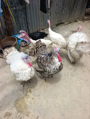 Turkey Birds